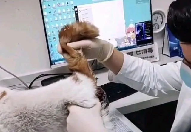 名贵加菲猫，蹲在路边“等死”，这么贵的猫说扔就扔，家里有矿？