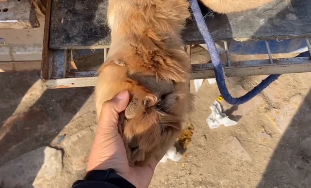 藏獒神话再现？大哥：有人给40多万没卖，网友：想钱想疯了