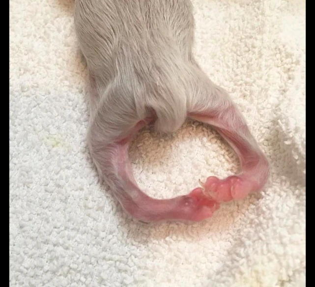 四只小猫被遗弃路边，身上布满跳蚤蚂蚁，其中一只小猫还是O型腿