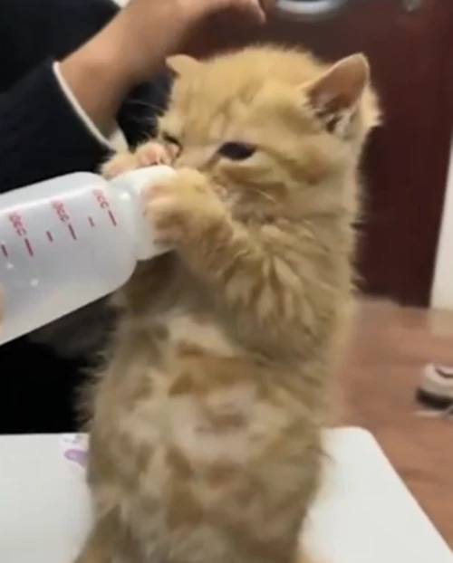 女生花10块钱买了只流浪猫，却被喵的干饭模样笑趴：这也太可爱了