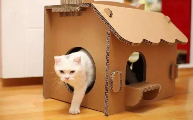 “猫咪在锅里尿尿后，我再也不敢带猫搬家了”