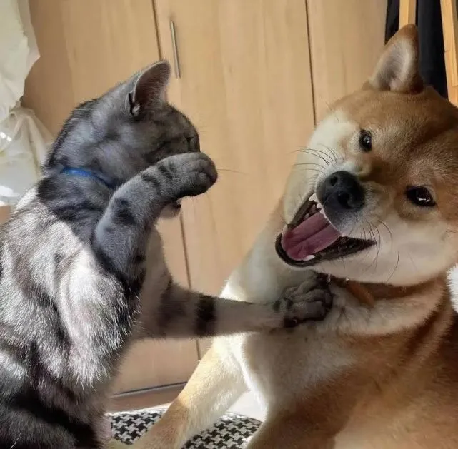 不好了，我家柴犬被猫咪打晕厥了！