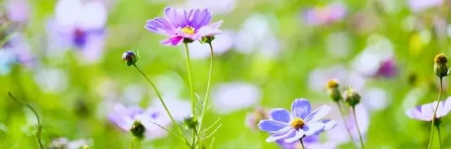 芳菲美文：敬意