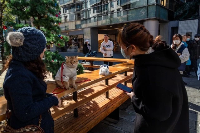 上海一市民街头遛猫和兔子 有趣场面引围观