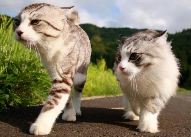 养公猫，还是母猫好？亲身经历告诉你，差别真的很大