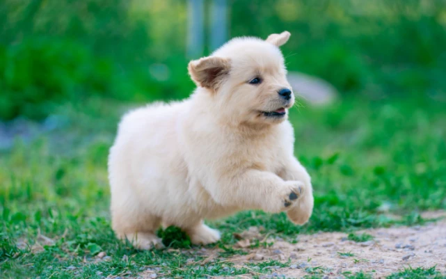 阳光大暖男——金毛寻回犬