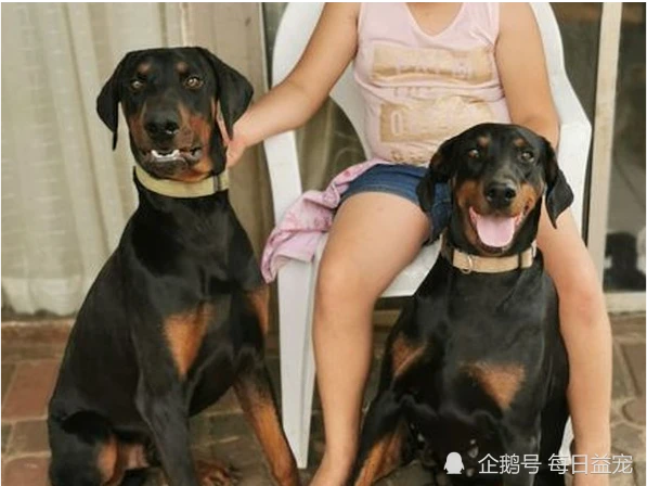 看到主人被抢劫，两只狗狗夺门而出，即使身中数枪也不退缩！