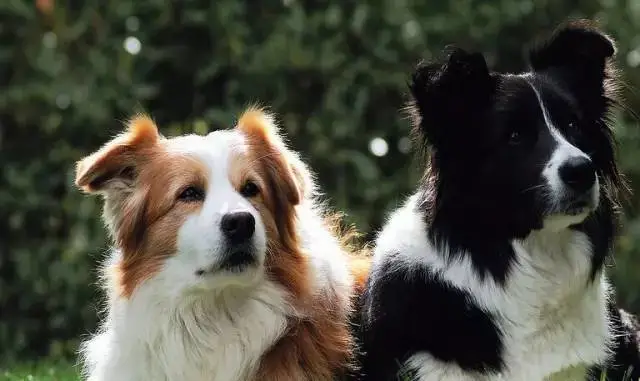 边牧专栏丨这些零食不要给边境牧羊犬吃