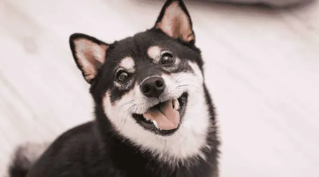 柴犬的性格优点有哪些？神奇的毛小孩！