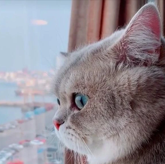 猫咪总是看着窗外的原因，希望宠主们都懂