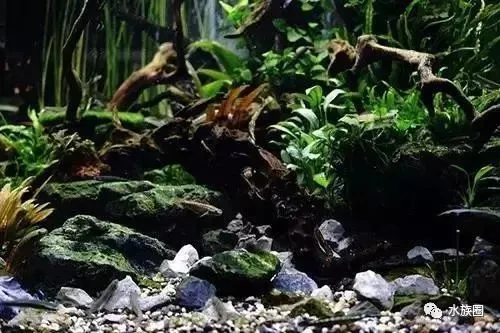 一个绝美的原生虾虎缸，你是在认真折腾造景吗？