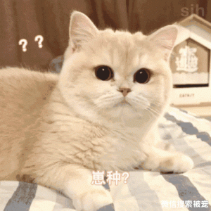 盘点那些让人笑喷的猫咪名字，能让我笑个三天三夜