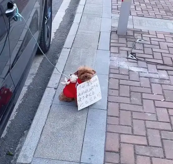 女子临时停车将狗拴车门上，并给汪挂上纸牌，看清后：也太机智了