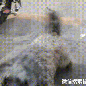 流浪狗不停向老板“作揖”，喂它三天，却被记住一辈，好可爱的狗