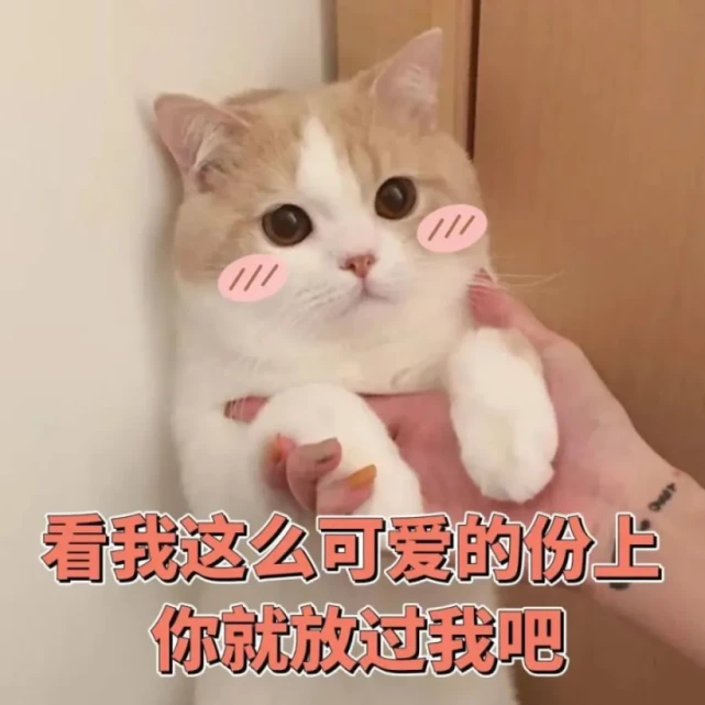 小猫咪能有多会撒娇～