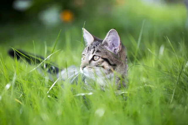 猫可以带出去玩耍吗？