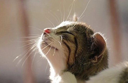 狸花猫一生“最重视”这些东西，若能满足，它会为你卖命