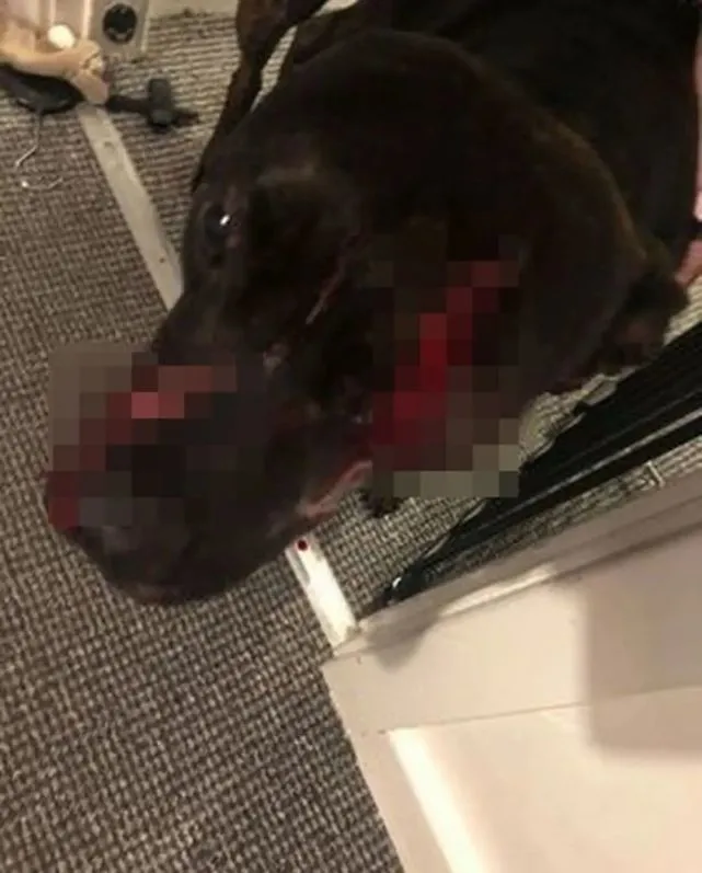 三名白衣男子出现在门外，狗狗为保护主人一家，失去了一只眼