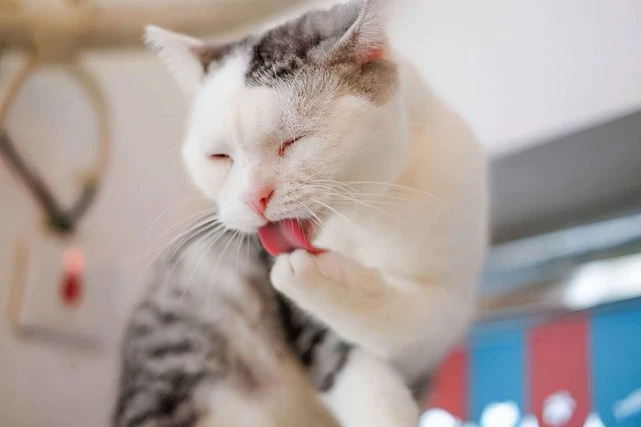 如果连猫咪这6个动作都看不懂，真是白养猫了