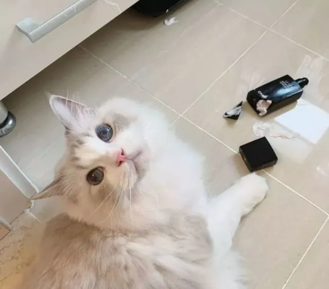 猫咪不是想养就能养的，养猫带来的这些“痛”，你能忍受吗？