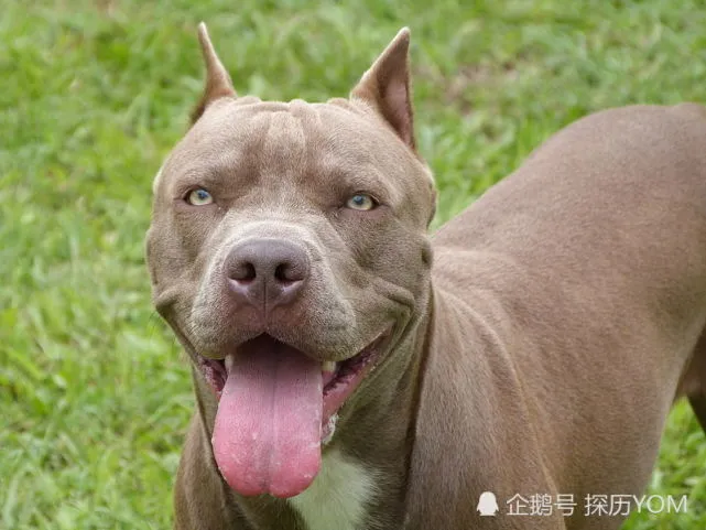 世界上最危险和最有攻击性的10种大型犬