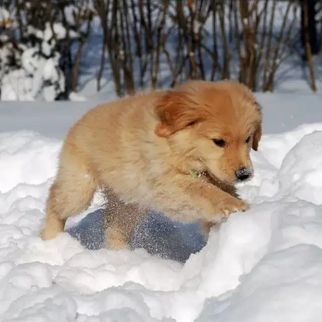 雪地里的小天使——超萌小金毛图集