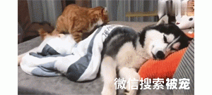 两只柴犬为了骨头打架，结果回头发现骨头没了，两只狗都愣住了！