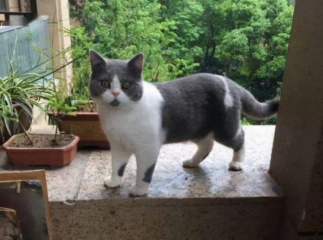 猫咪很“害怕”的几件事，你不要再做了