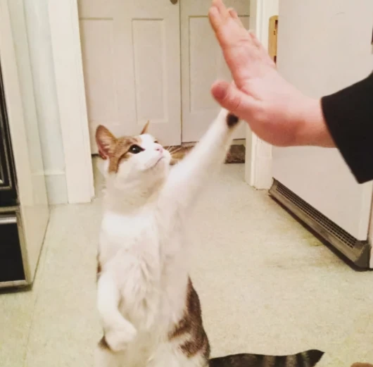 猫咪真正被你“养熟”，才会有这几种表现