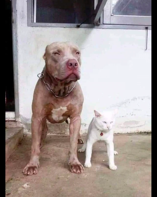 一只被斗牛犬带大的猫咪，坐姿和狗简直是一模一样，太霸气了吧！