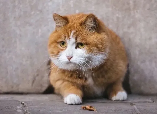 故宫圆润猫咪惹人爱