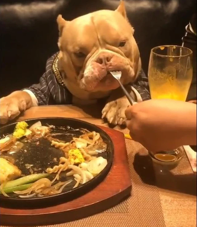 餐厅拒绝狗狗上桌吃饭，导致顾客发火，餐厅有权拒绝吗？