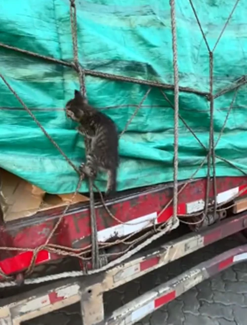 司机货运途中听到猫叫，下车检查时愣住了：我滴个乖乖啊