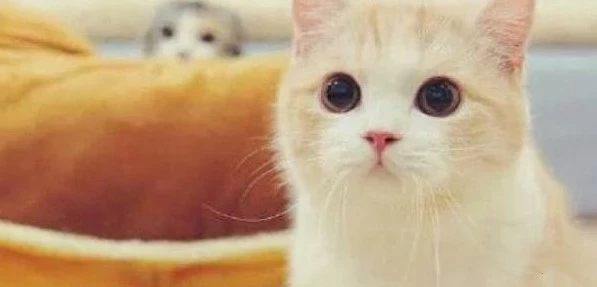 如何防止猫身上的寄生虫