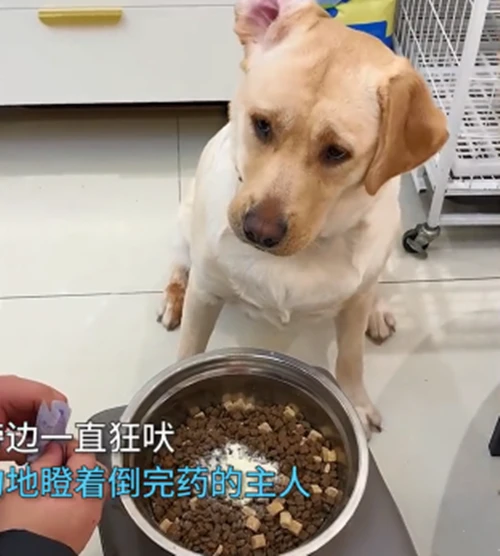 男子倒益生菌给狗狗，狗子误以为主人给自己下药，反应也太真实了
