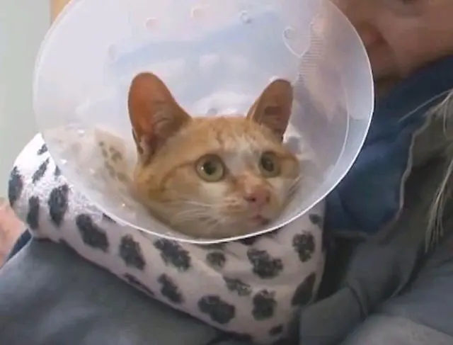 两只流浪猫相依为命，朋友已死，猫咪却不相信，独自在“哭泣”！