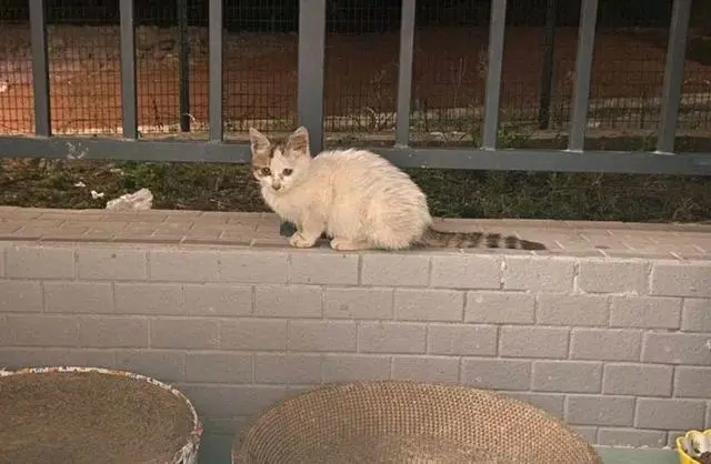 女孩偷偷把小猫诱拐回家，3天后猫妈找上门讨要，骂骂咧咧超凶！