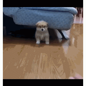 流浪狗看到宠物狗在和主人玩，这个表情让人心疼……