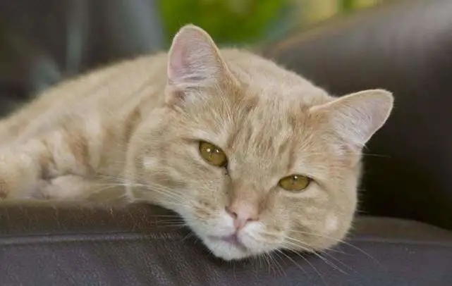 猫咪临终前，想跟你说的7句话，看完被它感动了
