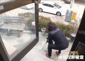 流浪猫挺着大肚子求助，不顾反对冲进家门，一口气生下3只小猫！