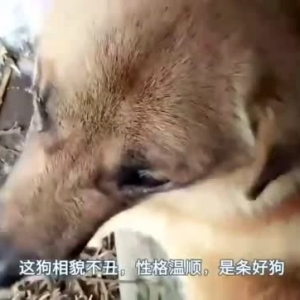 零下30度，没吃饱的中华田园犬依然尽忠尽责看家护院！