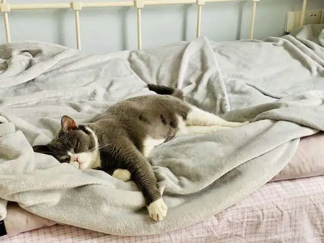 劝你不要这样养猫了，会让它的寿命减半