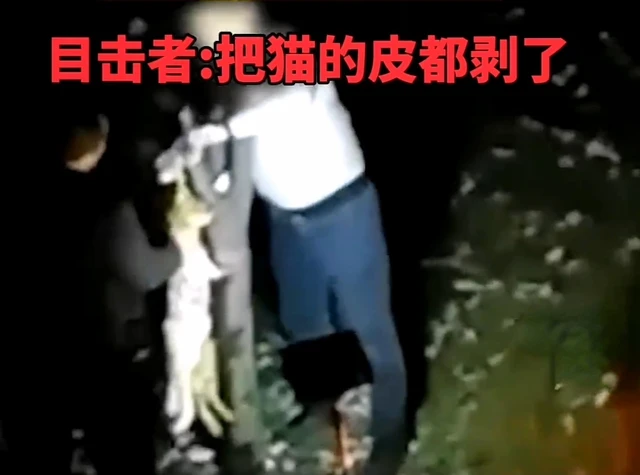 陕西一男子将猫吊在树上，屠猫近1个小时，目击者：猫皮都被剥了