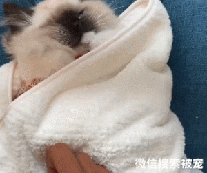 孙女叮嘱奶奶要给猫加衣服，没一会收到视频，看完：我滴亲奶奶哎