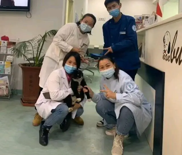 小猫到宠物医院讨食，结果当场被绝育，想混口饭吃却搭了“铃铛”