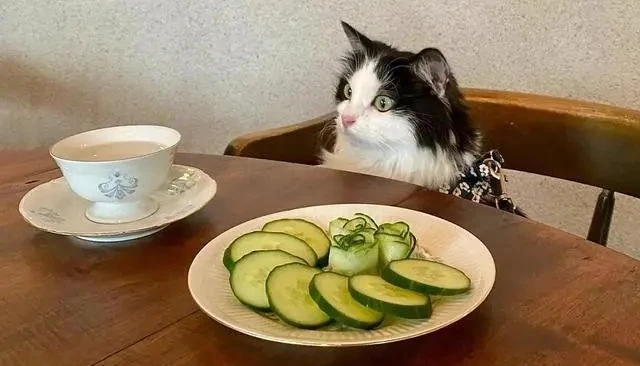 这只猫咪的饮食也太健康了，不爱罐头却喜欢黄瓜，啃起来津津有味
