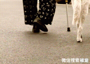 狗狗与奶奶相伴13年，奶奶离世后，狗狗仍每天坚持陪奶奶“散步”