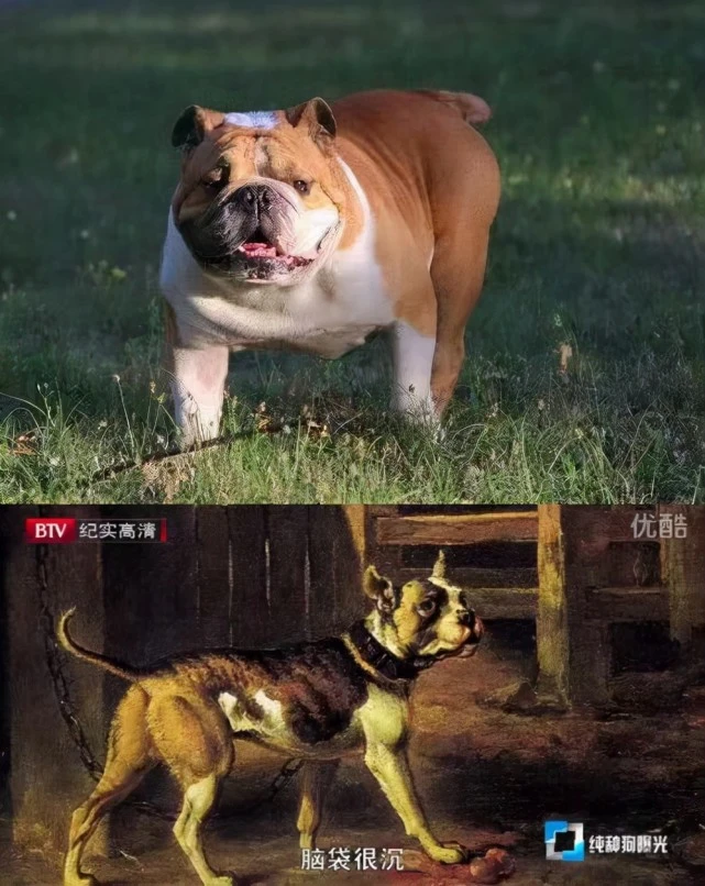 这TM可爱吗？可爱吗？
