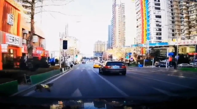 未拴绳小狗马路“撒欢”逼停多辆车 私家车为躲小狗险遭追尾