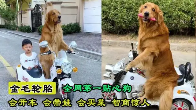 金毛轮胎：全网唯一会开车的狗，开车接小主人放学，网友称已成精